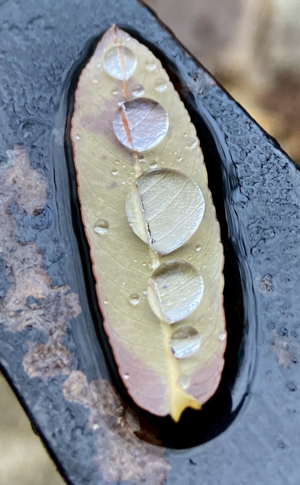 a blade-shaped leaflet, face-up, on a water-coated iron railing, with several droplets of clear water magnifying the leaflet's pattern of veins