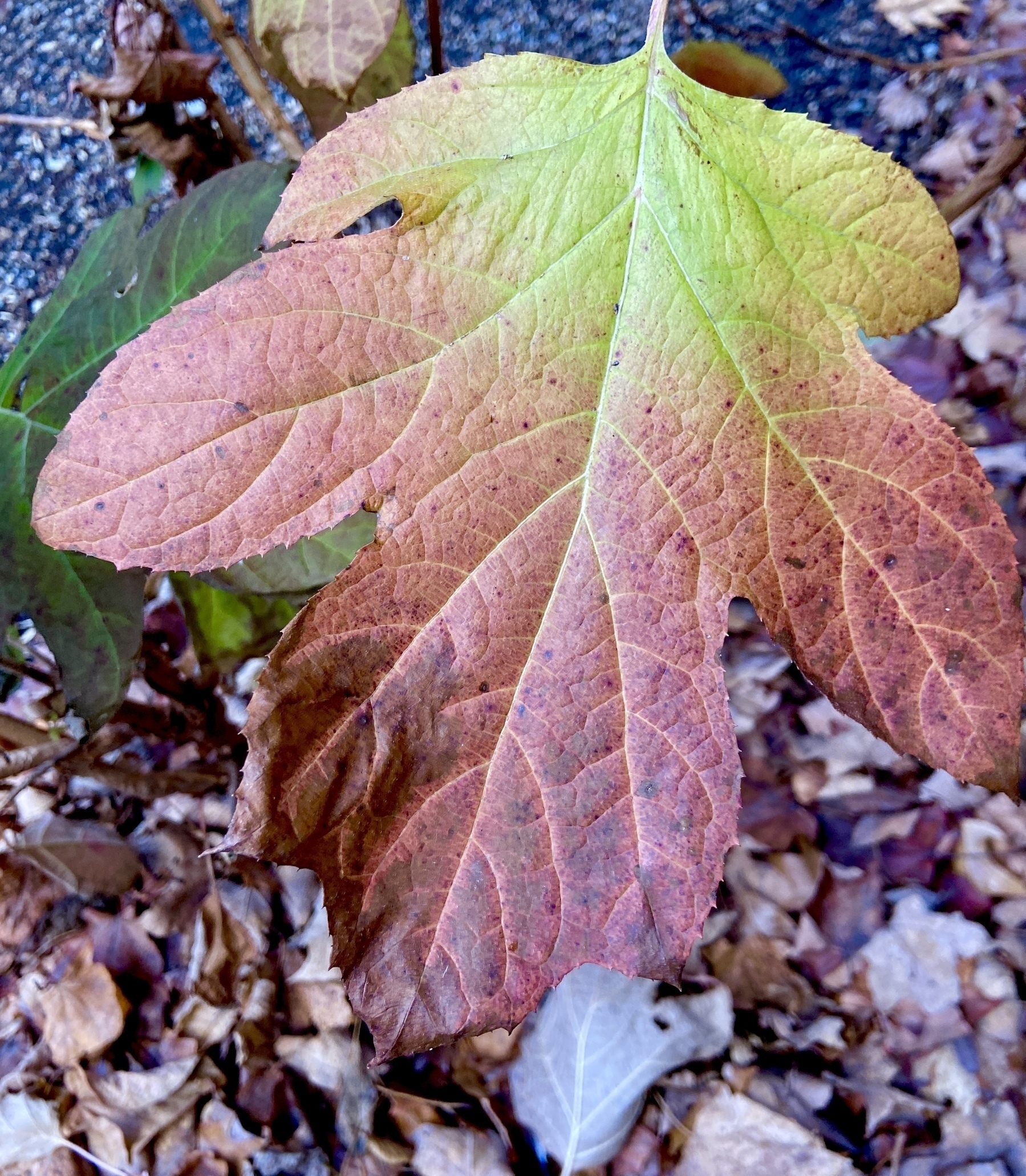 Single leaf of oak-leaf hydrangea in fall colors, yellow at the base shifting to red at the tips of the lobes.